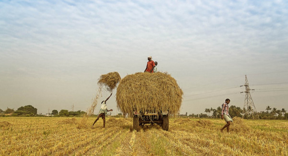 farmers throwing hay on wagon