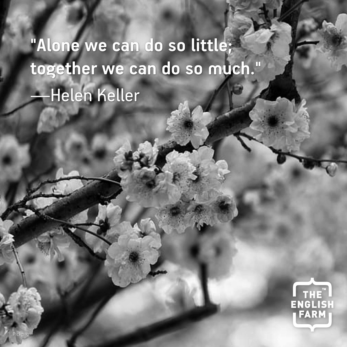 Cherry blossoms blooming on a branch