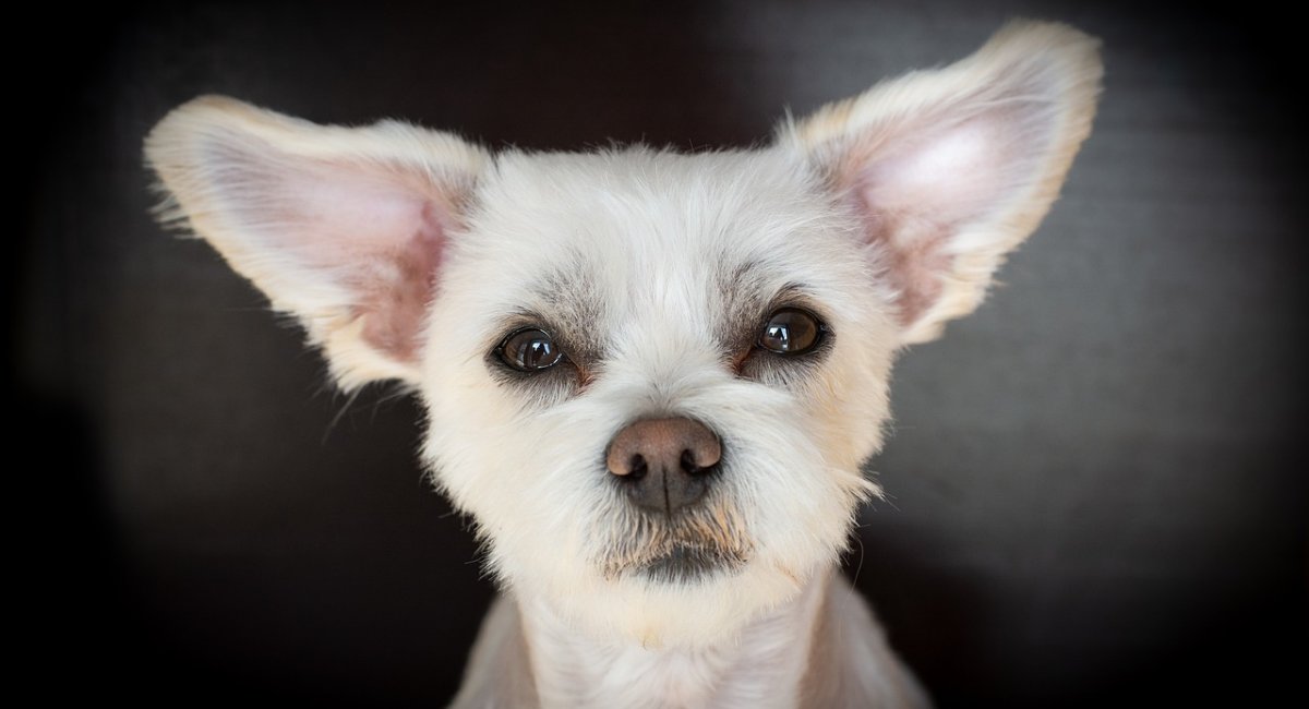 Small white dog pricking up its ears