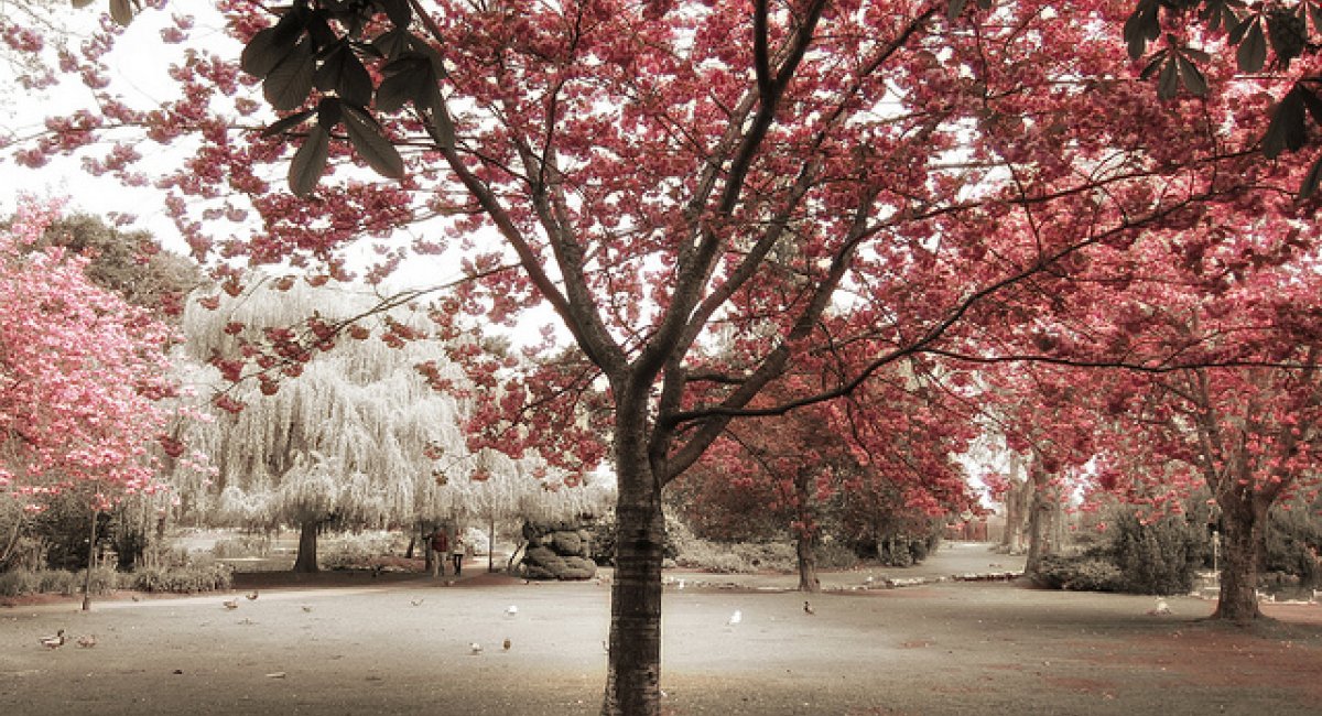 cherry blossoms in a park