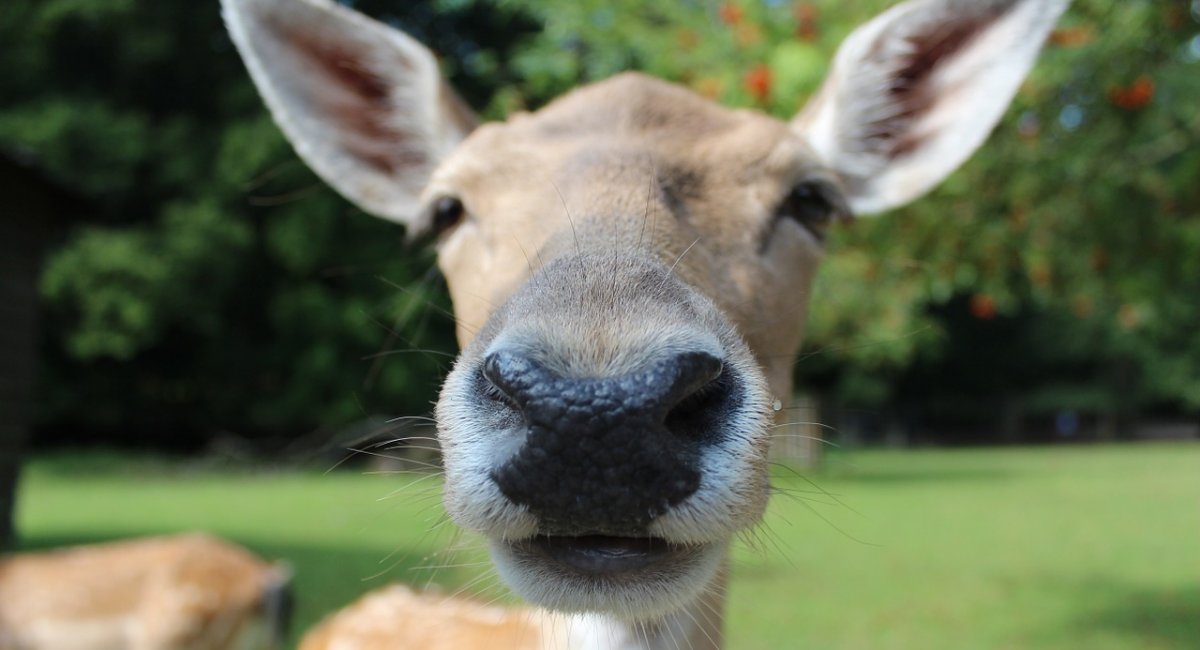 Close-up of a reindeer's nose